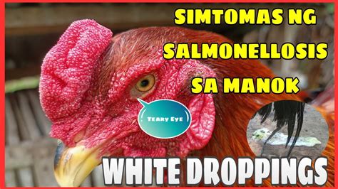 ipot ng manok na may sakit|Vitminpro .